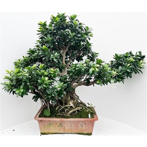 Ficus retusa, pot 53cm. Height 105cm. (single item)