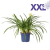 Agapanthus 7 stek pot 32 wit grootbloemig knoppen boven gewas