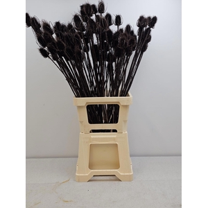 GESTABILISEERD KAARDEBOL ZWART