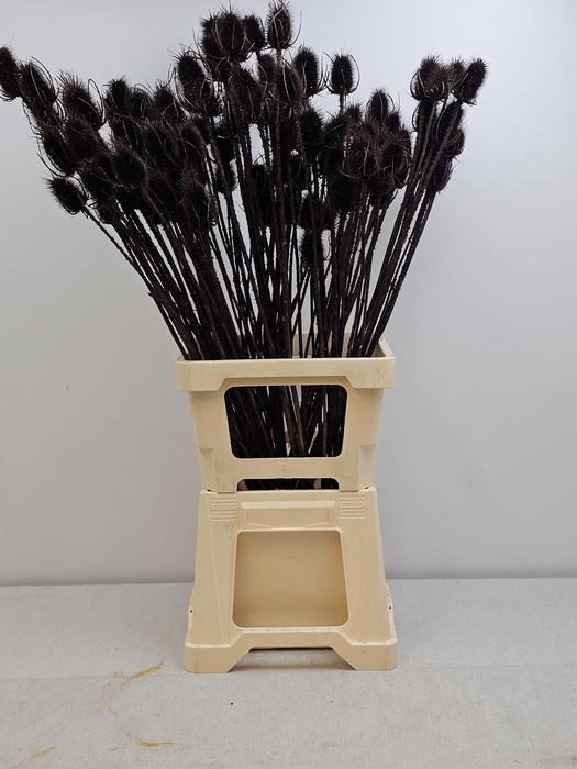 <h4>GESTABILISEERD KAARDEBOL ZWART</h4>