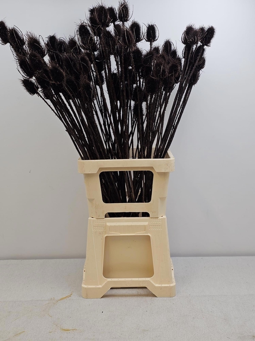 <h4>GESTABILISEERD KAARDEBOL ZWART</h4>