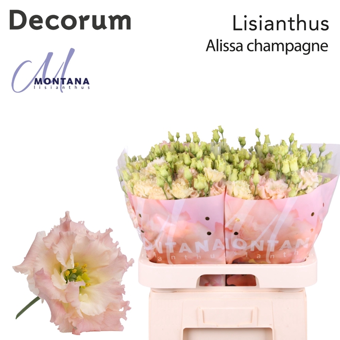 Lisianthus Alissa champagne 70cm