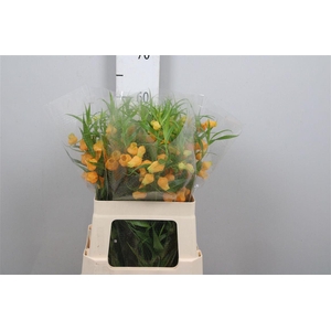 Sandersonia Royal Highness