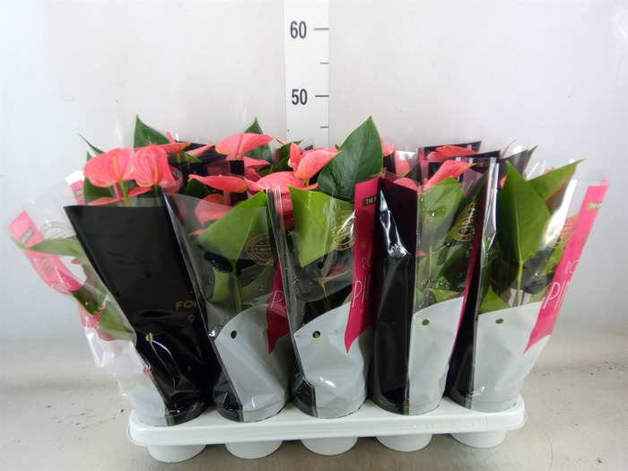 <h4>Anthurium andr. 'Sweet Dream'</h4>