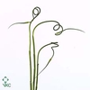 Allium Sativum Ophioscorodon