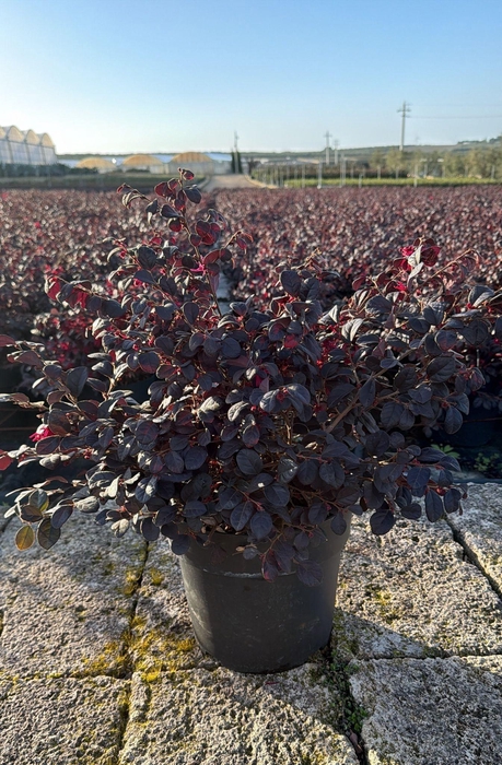 <h4>LORO CHINENSE</h4>