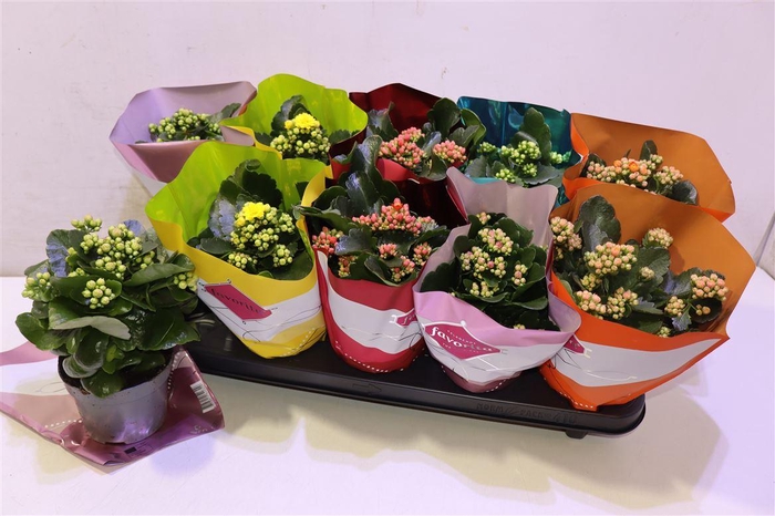 <h4>arr8 Kalanchoe Double Deluxe Mix</h4>