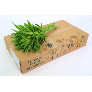 Dracaena Sanderiana Gold (air)
