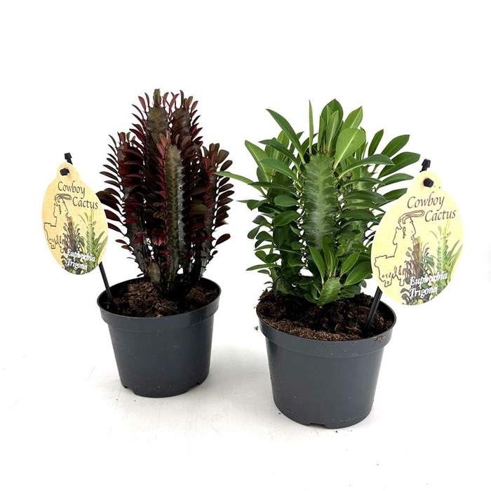 <h4>EUPHORBIA TRIGONA P12 MIX</h4>