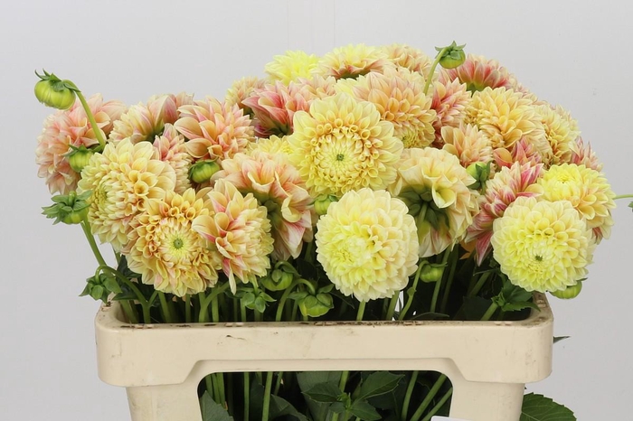 <h4>Dahlia Sweet Suzanne</h4>