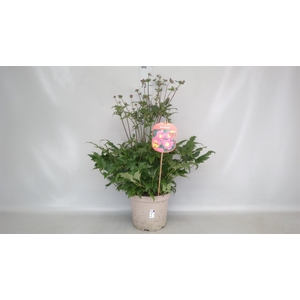 Anemone hybrida 'Mont-rose'