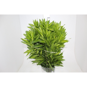 FOLHAGEM DRACENA PLEOMELE LIMÃO