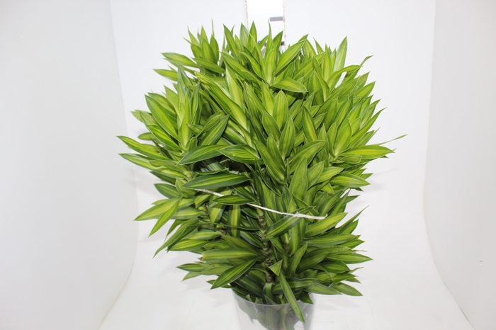 <h4>FOLHAGEM DRACENA PLEOMELE LIMÃO</h4>