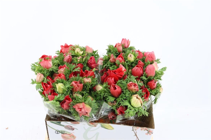 <h4>Anem Marianne Red</h4>