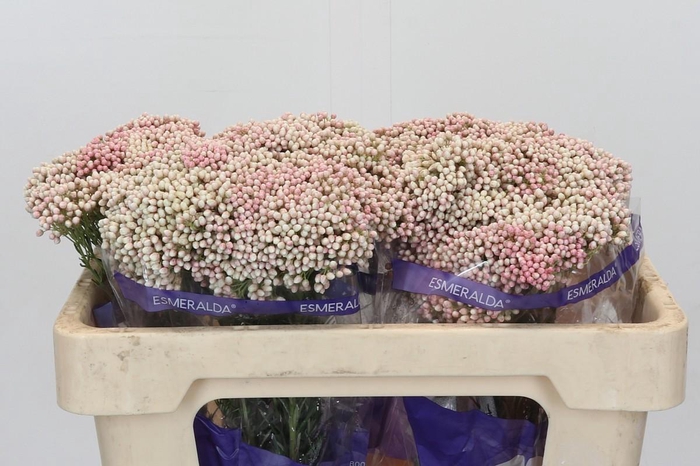 <h4>Ozothamnus Cooks Tall Pink</h4>