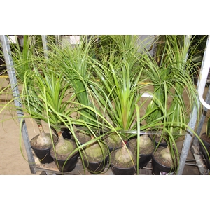 BEAUCARNEA P24