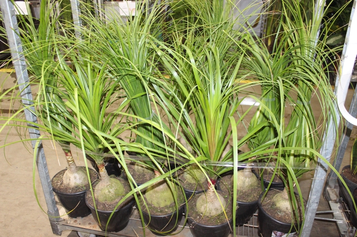 <h4>BEAUCARNEA P24</h4>