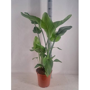 STRELITZIA NICOLAI