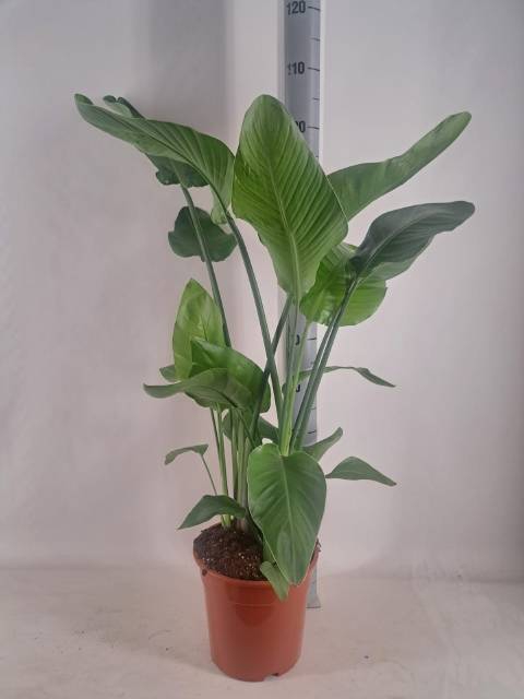 <h4>STRELITZIA NICOLAI</h4>