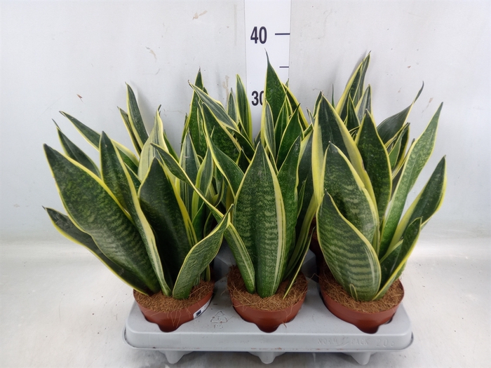 <h4>Sansevieria trifa.   ...</h4>