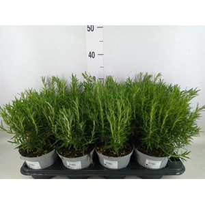 Rosmarinus offi.   ...