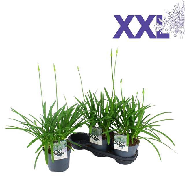 <h4>Agapanthus Eydori White</h4>