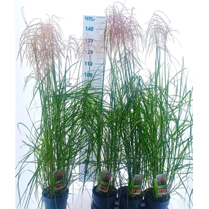 MISC SINENSIS