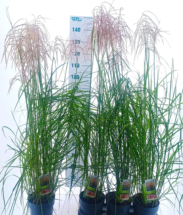 <h4>MISC SINENSIS</h4>