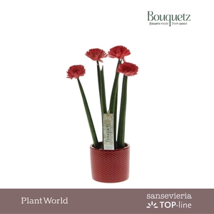 Sansevieria TOP-line Bouquetz Red in Dots keramiek