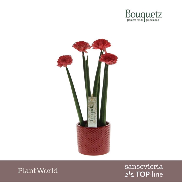<h4>Sansevieria TOP-line Bouquetz Red in Dots keramiek</h4>