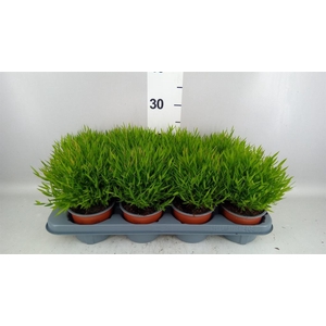 Pogonatherum  'Monica'
