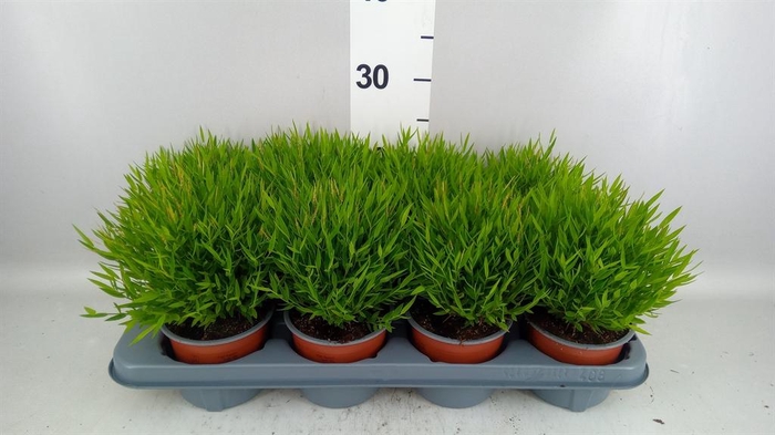 <h4>Pogonatherum  'Monica'</h4>
