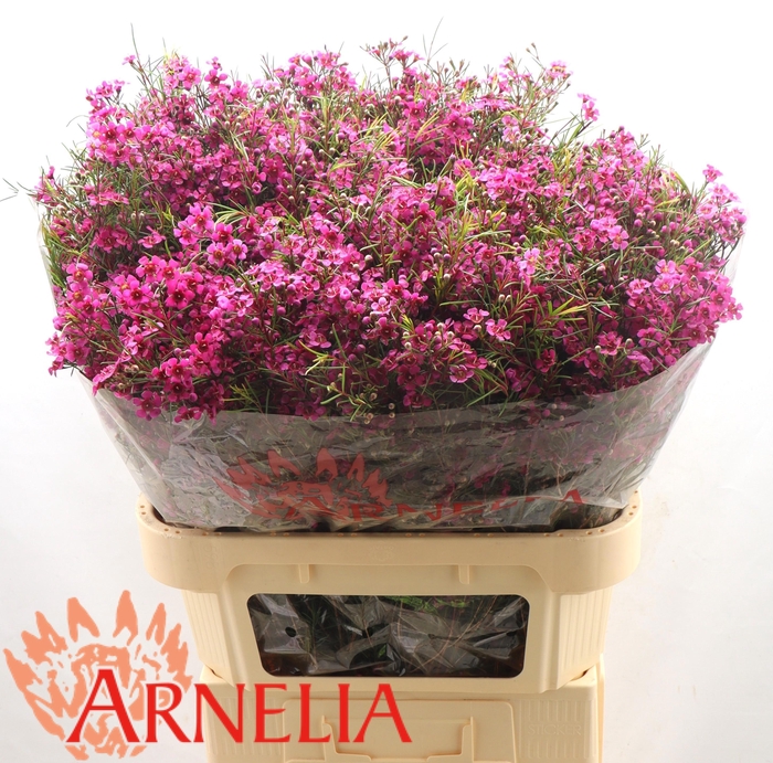 <h4>Chamelaucium free spirit</h4>