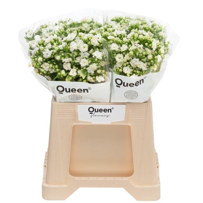 <h4>Kalanchoe 'Crystal White'</h4>