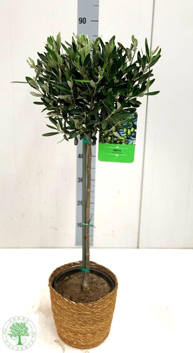 <h4>OLEA EUROPAEA</h4>