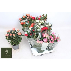 RO KORDANA GEM 5 SRT