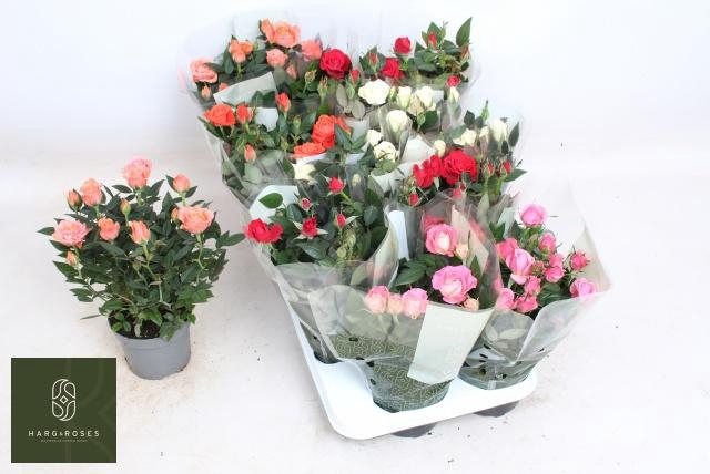 <h4>RO KORDANA GEM 5 SRT</h4>