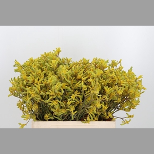 Anigozanthos Bush Down