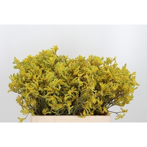 Anigozanthos Bush Down