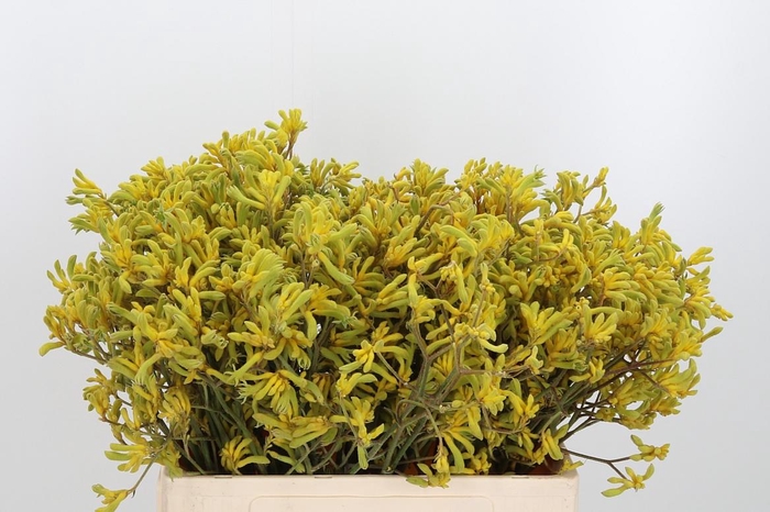 <h4>Anigozanthos Bush Down</h4>