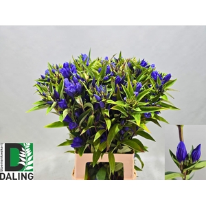 GENTI JUST BLUE