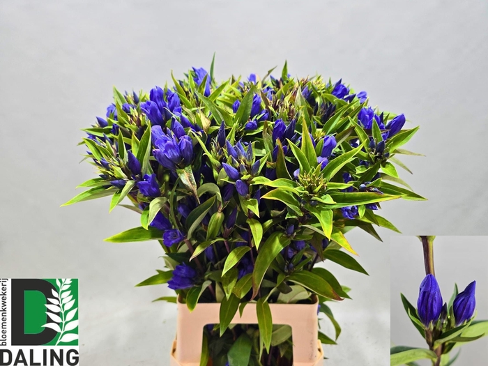 <h4>GENTI JUST BLUE</h4>