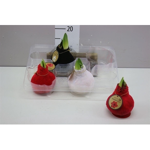 Hippeastrum Wax Velvet Touch Mix