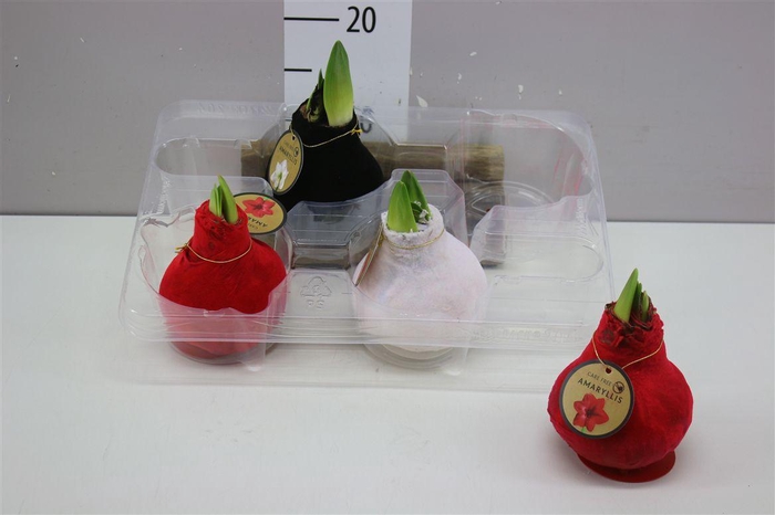 <h4>Hippeastrum Wax Velvet Touch Mix</h4>