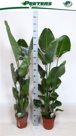 <h4>Strelitzia nicolai</h4>