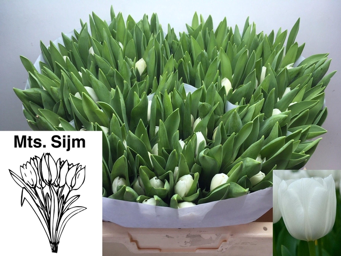 <h4>TU EN ROYAL VIRGIN</h4>