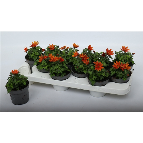 <h4>Bidens 2 Teeth Orange Yellow Brush</h4>