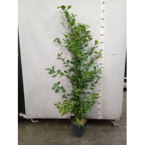 Ficus microcarpa 'Moclame'