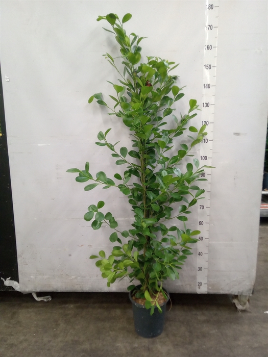 <h4>Ficus microcarpa 'Moclame'</h4>