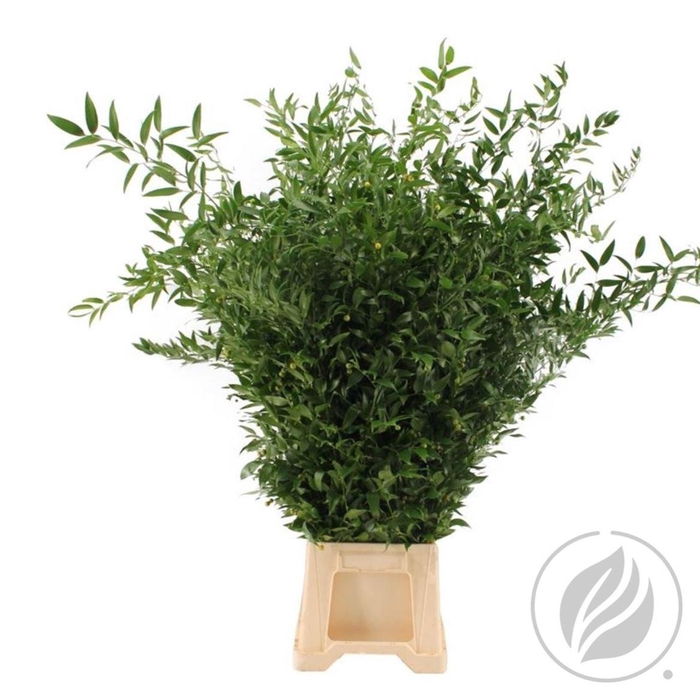 <h4>Ruscus Lang 90cm 4 Tak</h4>